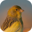 Canary Bird Belgian Corners