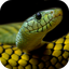 Snake Wallpapers 10.21.1004.snake