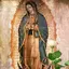 La Rosa de Guadalupe 1.2