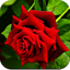 Rose Wallpaper HD 1.08