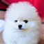Dog Wallpaper HD 29