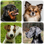 Dog Breeds - Quiz about dogs! 1.991